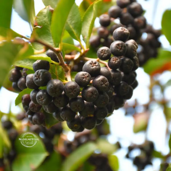 Glühwein / Aronia / Zwetschgen - Marmelade